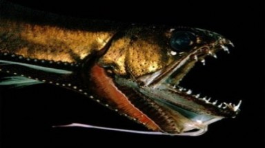 Khiếp hồn với  "quái vật"  biển cả