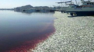 Bờ biển của những xác cá