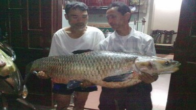 Những động vật khổng lồ ở Việt Nam