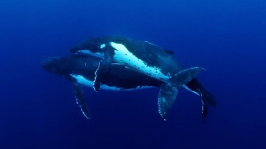  Cảnh 'ân ái' của cá voi lưng gù