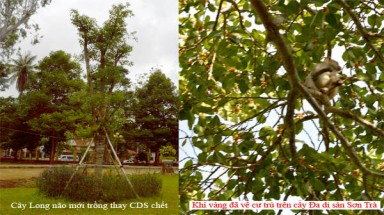 Cây Di sản ở miền Trung và Tây Nguyên được bảo vệ và chăm sóc chu đáo hơn