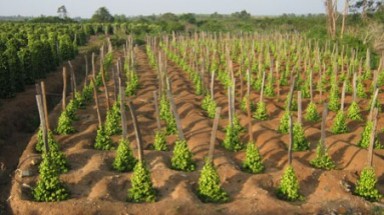 Đắk Lắk: Cần ngăn chặn tình trạng khai thác gỗ rừng trái phép làm trụ tiêu