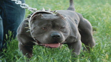 Hà Nội với mốt nuôi "chó điên”