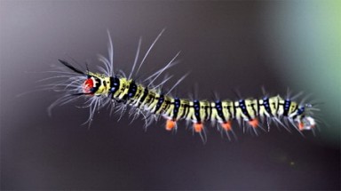  Những ‘kho báu biết bay’ của 8X Hà Nội