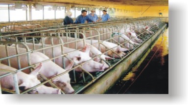 Tuyển nhân viên kinh doanh thiết bị chuồng trại chăn nuôi