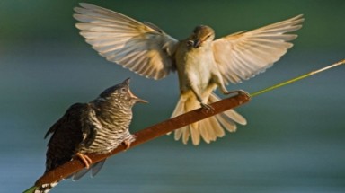 Những khoảnh khắc độc đáo của chim