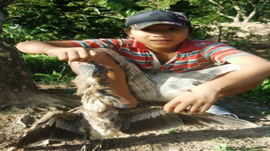  Bắt được chim lạ ở Vĩnh Long