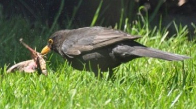 Côn trùng khổng lồ được ngăn chặn bởi chim và dơi