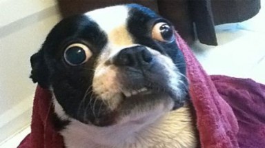  Kỷ lục Guinness: "chú chó" có đôi mắt to nhất thế giới