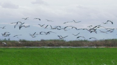   Quảng Trị: Người dân xua đuổi đàn chim “lạ”