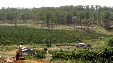   Vào Việt Nam  trồng rừng phải được Thủ tướng chấp thuận