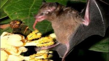 Loài dơi có chiếc lưỡi cực dài