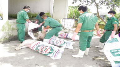  Tiêu hủy lô hàng heo nhiễm bệnh