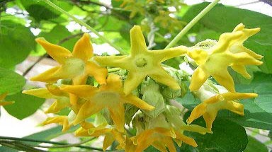 Ăn gì để ngủ ngon?