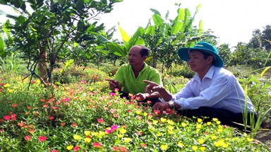   Đỡ độc hại, tốn tiền nhờ trồng hoa mười giờ dưới gốc cam