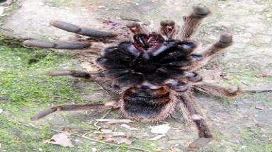  Hà Tĩnh: Phát hiện nhện “khủng”