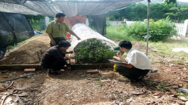 Quảng Ninh: Nỗ lực “phục sinh” cây bách bệnh