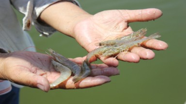   Trà Vinh: Tôm nuôi bị chết, công nhân lo mất việc 