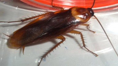   Vụ "Trà xanh Tân Hiệp Phát có gián": Tiếp tục tạm giữ Nguyễn Quốc Tuấn