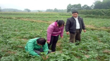 Phú Thọ: sản xuất thành công khoai tây sạch bệnh