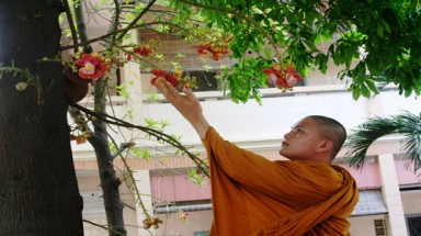 Loài hoa gắn với cuộc đời đức Phật