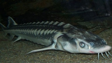  Cá tầm nặng 32kg "đá" người rớt xuống sông