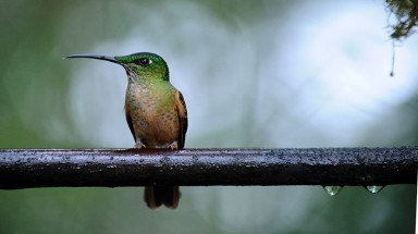 Ảnh đẹp động vật tuần qua