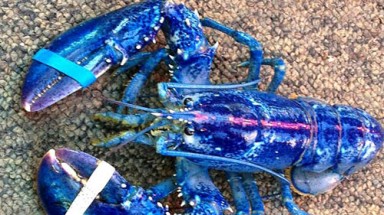  Bắt được tôm hùm màu xanh cực hiếm