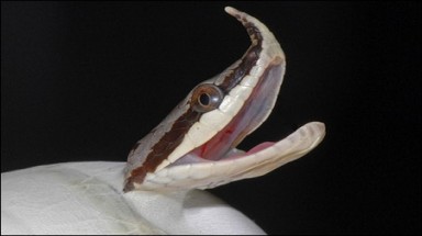  "Ngắm" loài rắn có sừng kỳ bí của Việt Nam