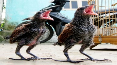  Bắt được đôi chim lạ có tiếng kêu như rắn hổ mang