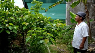 Người có ước nguyện trồng cây xanh cúng dường cửa Phật