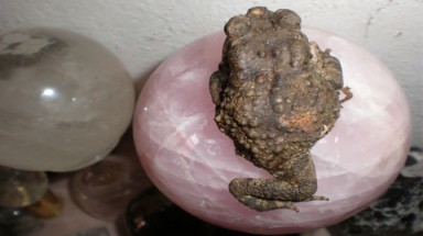 Bắt được cóc chỉ có 3 chân tại Lâm Đồng