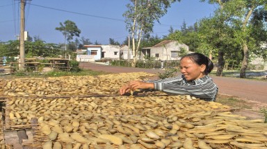 Quảng Bình quê ta ơi, khoai khoai toàn khoai!