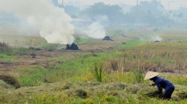 Hà Nội: Phát động chiến dịch “Cánh đồng không đốt rơm rạ”