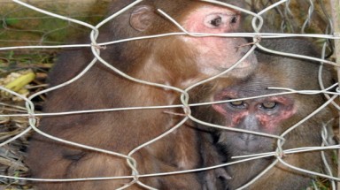  Hãi hùng với cảnh phanh thây khỉ của người Việt