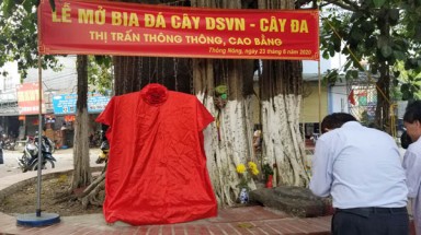 Linh mộc đại thụ miền biên viễn Cao Bằng được công nhận Cây Di sản Việt Nam