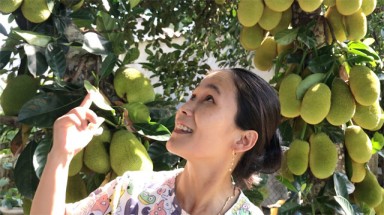 Cây mít "siêu mắn", ra 400 trái từ gốc lên ngọn