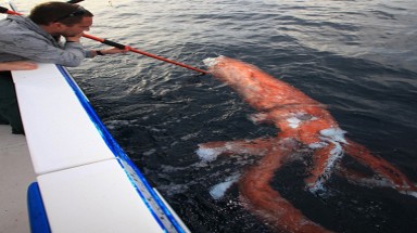  Mực khổng lồ dài 4 mét