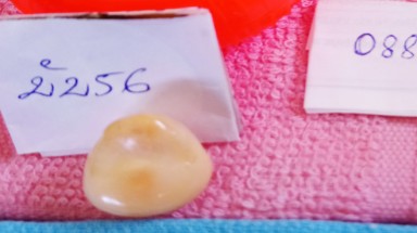 Bạc Liêu: Ngư dân bắt được ốc giác mang ngọc quý