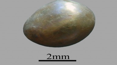   Tìm thấy viên ngọc trai 7.500 năm tuổi