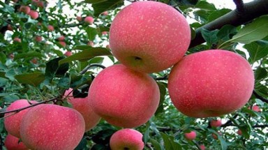 “Công nghệ” trồng táo đẹp và độc của Trung Quốc