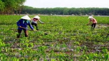 Bình Phước: bổ sung 500ha cho quỹ trồng cao su xóa đói, giảm nghèo