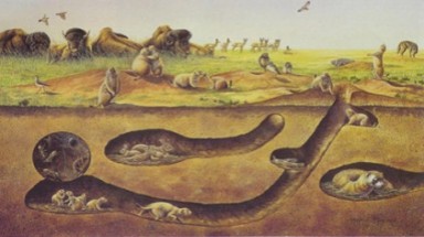 Khám phá đời sống kỳ lạ của 400 triệu cá thể dúi