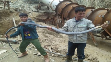 Nghệ An: Nhóm công nhân liều mạng vây bắt rắn hổ mang chúa dài hơn 3m