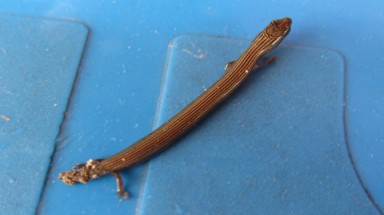  'Rắn bốn chân' xuất hiện ở Hà Nội