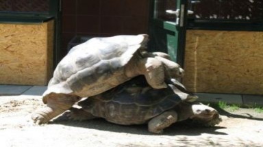  Vợ chồng nhà rùa ly dị sau 115 năm chung sống