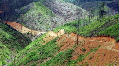 11ha rừng Đắk Nông bị doanh nghiệp chặt trụi