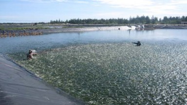  Phát triển nuôi tôm trên cát - hướng đi đã mở