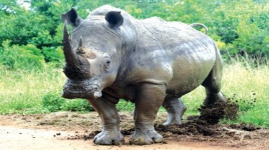  Khám phá sự kỳ diệu của tê giác