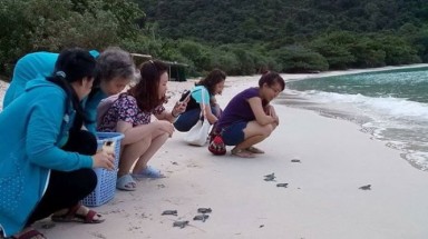 Thả rùa về biển phải trả tiền, có hợp lý?